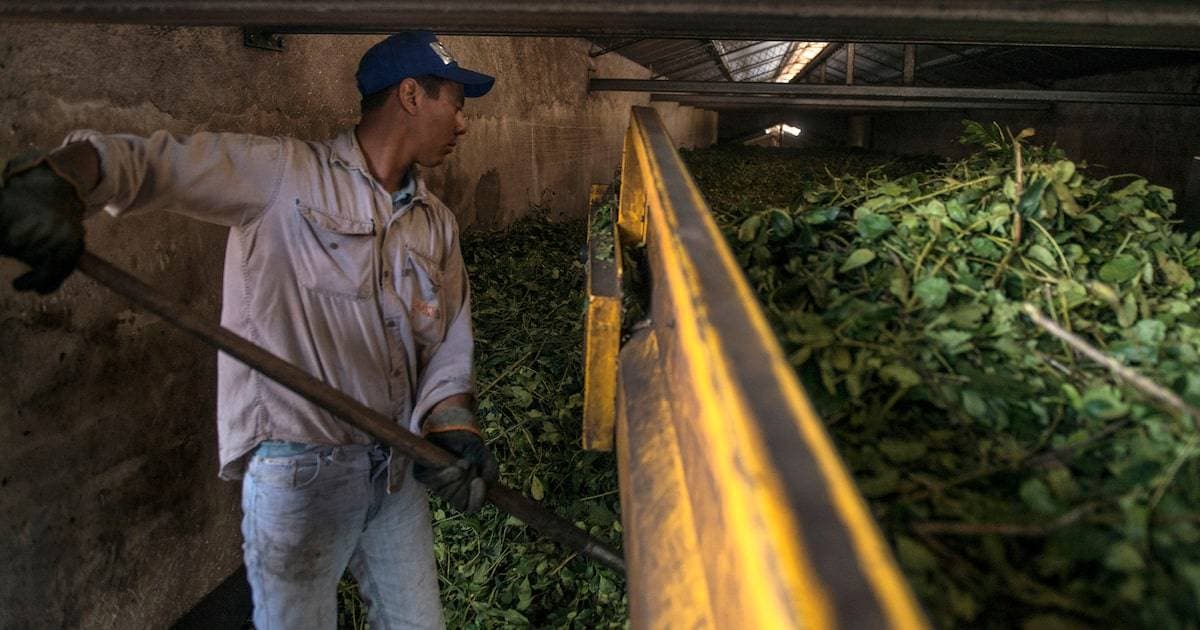 Éxodo Laboral y Rentabilidad: La Paradoja que Asfixia a la Industria Yerbatera Argentina