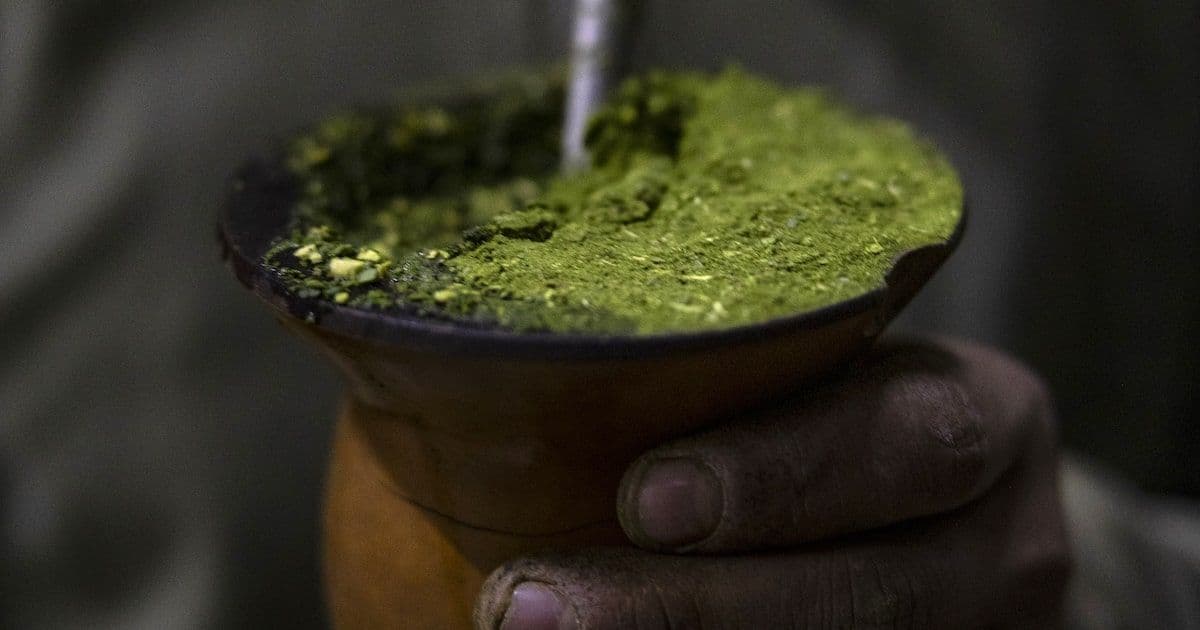 La Amarga Paradoja de la Yerba Mate: Auge Global y Éxodo Agrícola en Argentina