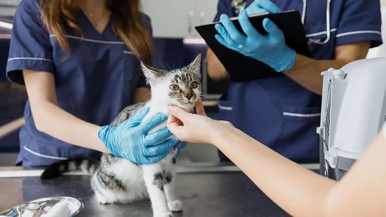 El auge del seguro para mascotas en Argentina: Una nueva frontera para el sector financiero