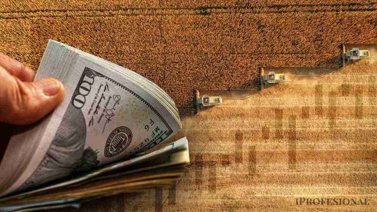 La 'Montaña' de Dólares Agrícolas Sin Vender: Un Vistazo a las Reservas Potenciales de Argentina