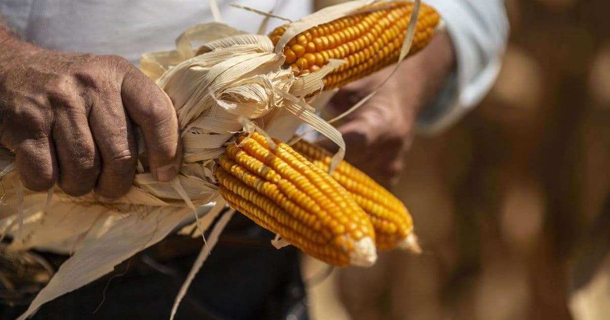 Argentina Emerge como Gigante del Maíz: Un Desafío a Brasil con Implicaciones Globales
