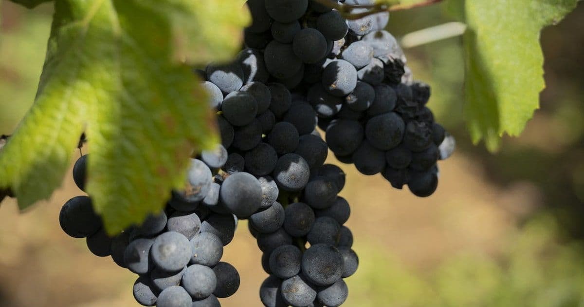 La Vendimia Amarga: Argentina Pierde Terreno en el Mercado Global del Vino